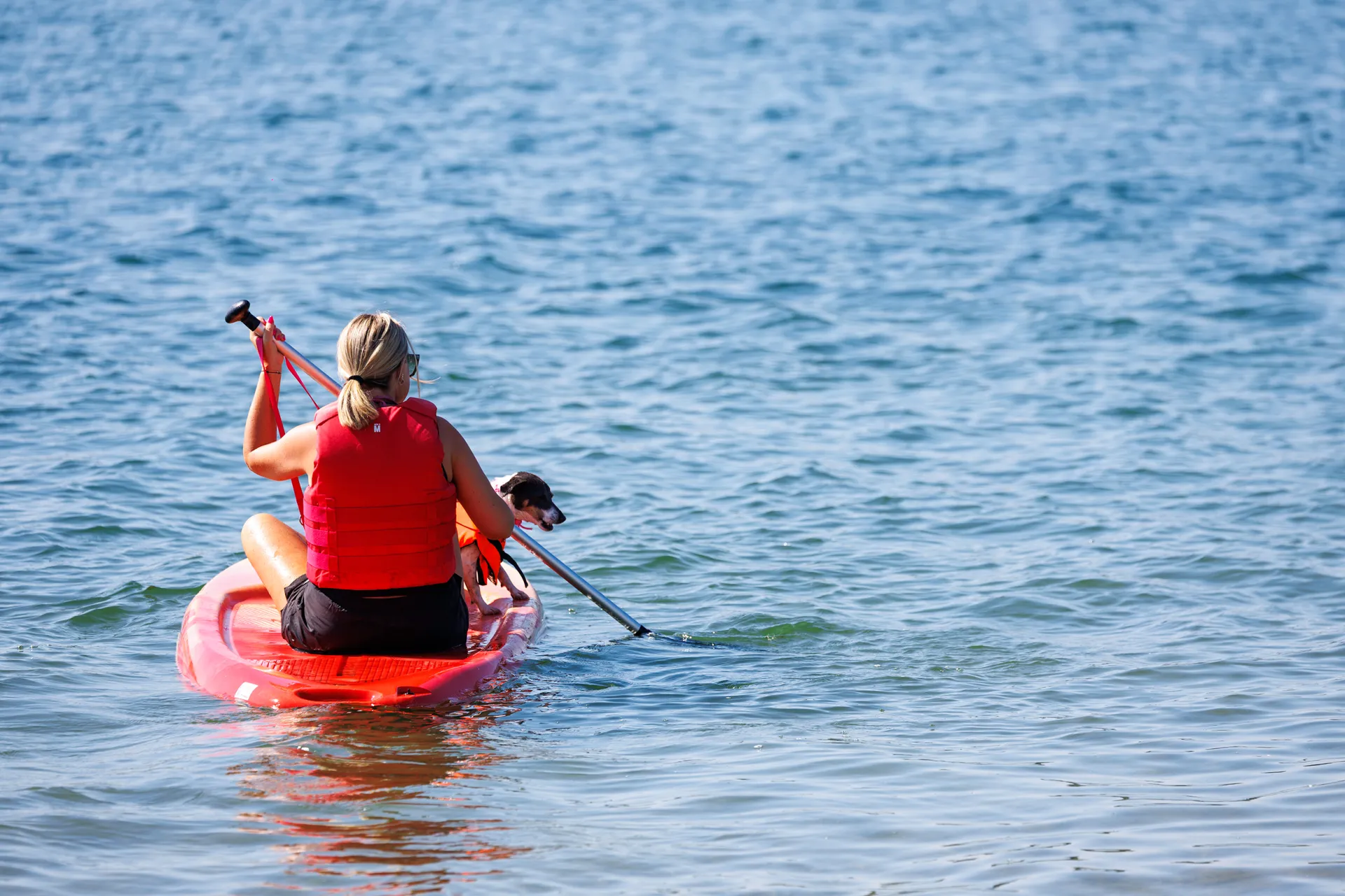 Une personne de dos, avec son chien, sur une planche de stand-up paddle sur le lac.