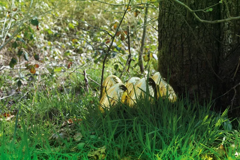 Préparez vous pour une chasse aux œufs d’or grandeur nature !