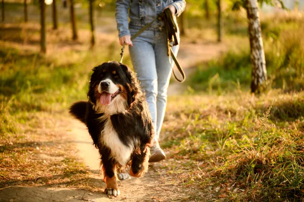 séjour-avec-chien.jpg